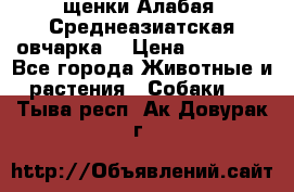 щенки Алабая (Среднеазиатская овчарка) › Цена ­ 15 000 - Все города Животные и растения » Собаки   . Тыва респ.,Ак-Довурак г.